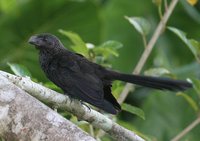 Smooth-billed Ani - Crotophaga ani