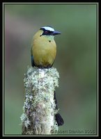 Highland Motmot - Momotus aequatorialis