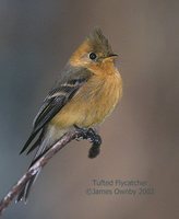 Tufted Flycatcher - Mitrephanes phaeocercus