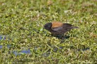 Andean Negrito - Lessonia oreas