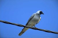 Black-faced Cuckoo-shrike - Coracina novaehollandiae