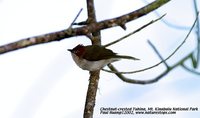 Chestnut-crested Yuhina - Yuhina everetti