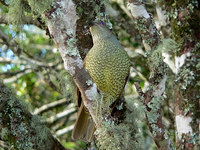 Satin Bowerbird - Ptilonorhynchus violaceus