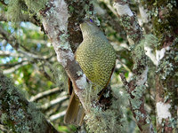 Satin Bowerbird - Ptilonorhynchus violaceus