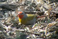 Green-winged Pytilia - Pytilia melba