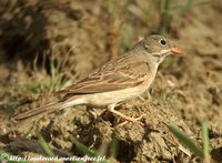 Gray-hooded Bunting - Emberiza buchanani