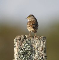 Grassland Sparrow - Ammodramus humeralis