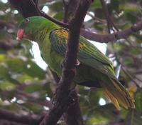 BLUE-NAPED PARROT