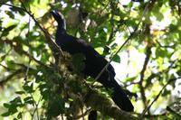 Black Guan