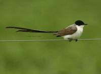 Fork-tailed Flycatcher