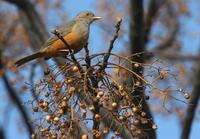 Rufous-bellied Thrush