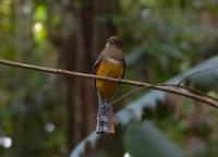 Female Black-throated Trogon