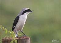 Grey-backed Fiscal