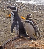 Magellanic Penguins , Otway Sound , Patagonia , Chile stock photo