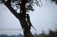 Lion climbing a tree , panthera leo , Kafue National Park , Zambia stock photo