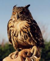 Eurasian Eagle Owl