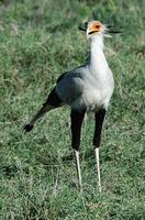 Secretary Bird p.48