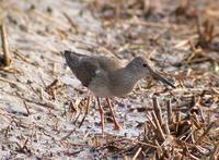 Red Shank Tringa totanus 붉은발도요