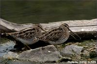 꺅도요 [common snipe]