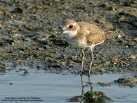 Lesser Sand-Plover