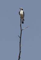 Black-eared Wheatear (Oenanthe hispanica)