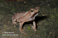 : Bufo margaritifer