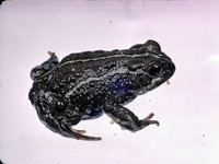 : Bufo variegatus