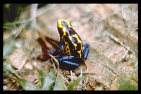 : Dendrobates tinctorius; Dyeing Poison Frog