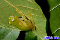 : Hyalinobatrachium fleischmanni