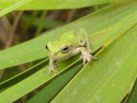 : Hyla femoralis; Pinewoods Treefrog