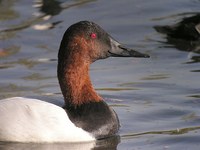 : Aythya valisineria; Canvasback