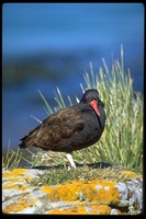 : Haematopus ater; Blackish Oystercatcher