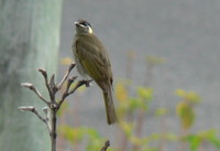 : Meliphaga lewinii; Lewins Honeyeater