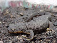 : Taricha granulosa granulosa; Rough-Skinned Newt