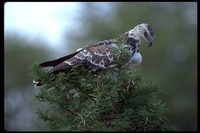 : Polemaetus bellicosus; Martial Eagle