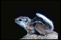 : Ammospermophilus leucurus; Antelope Ground Squirrel