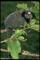 : Callithrix penicillata; Marmoset