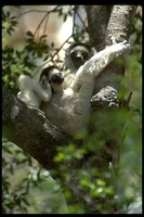 : Propithecus verreauxi verreauxi; Verreaux's Sifaka