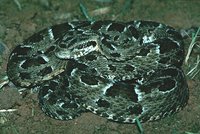 : Bothrops neuwiedi urutu; Neuwied's Lancehead