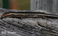 : Cryptoblepharus virgatus; Fence Skink