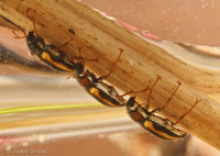 : Dubiraphia vittata; Riffle Beetle