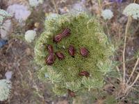 : Graphosoma semipunctatum