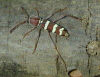 : Neoclytus balteatus