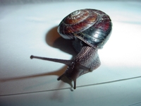 : Monadenia smithiana; Smith River Sideband Snail