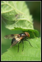 : Volucella pellucens