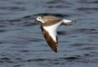 Juvenile Sabine's Gull. Photo by Patrick Beauzay.