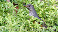 Grey-backed Thrush Turdus hortulorum