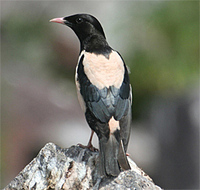 Rose-coloured Starling
