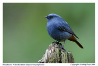 Plumbeous Water Redstart [Rhyacornis fuliginosus]