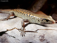 Rainforest Skink